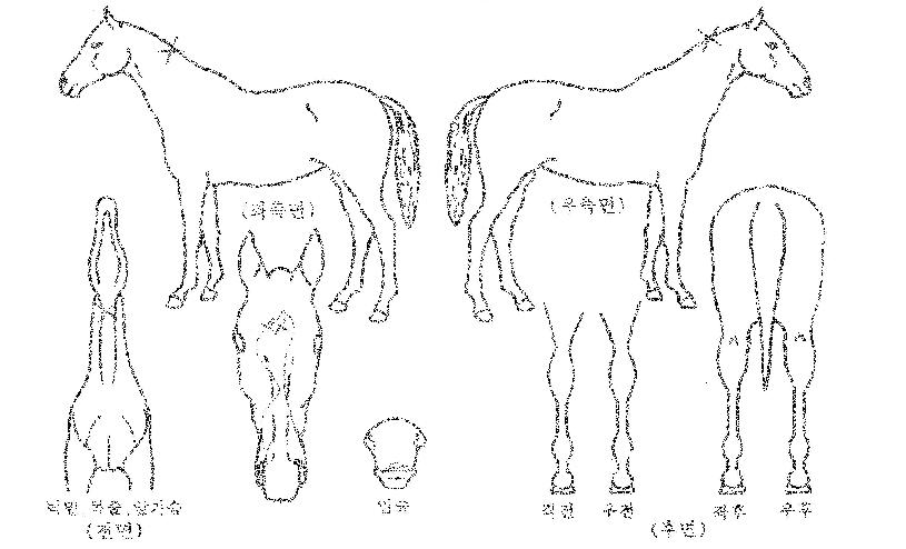 ¸ÞÀÎÀ̺¥Æ®ÀÇ Ãø¸é,¿ì¸é,µÞ¸é,µÎ»ó,´Ù¸®ÀÇ Æ¯Â¡µµÇØ