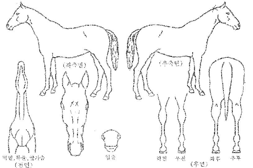 º£½ºÆ®°ñµåÀÇ Ãø¸é,¿ì¸é,µÞ¸é,µÎ»ó,´Ù¸®ÀÇ Æ¯Â¡µµÇØ