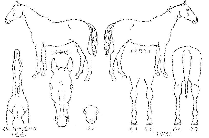 ·Î¿À©Ã¼½ºÅÍÀÇ Ãø¸é,¿ì¸é,µÞ¸é,µÎ»ó,´Ù¸®ÀÇ Æ¯Â¡µµÇØ