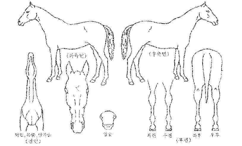 �ְ������� ����,���,�޸�,�λ�,�ٸ��� Ư¡����