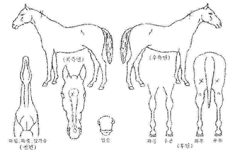 ���潺�ǵ��� ����,���,�޸�,�λ�,�ٸ��� Ư¡����