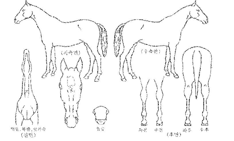 ���Ƽ���� ����,���,�޸�,�λ�,�ٸ��� Ư¡����