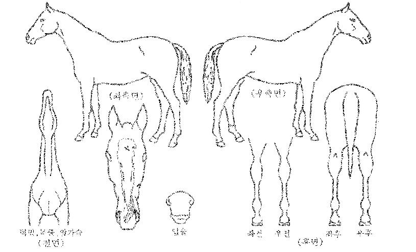 Å©¸®½ºÆ¼¾Æ´©ÀÇ Ãø¸é,¿ì¸é,µÞ¸é,µÎ»ó,´Ù¸®ÀÇ Æ¯Â¡µµÇØ