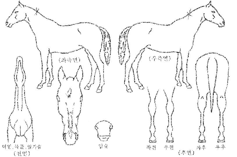 �����Ǻ��� ����,���,�޸�,�λ�,�ٸ��� Ư¡����