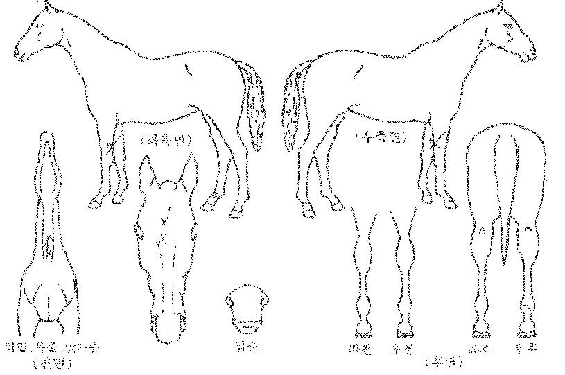 ºí·¢Æ®¸®°ÅÀÇ Ãø¸é,¿ì¸é,µÞ¸é,µÎ»ó,´Ù¸®ÀÇ Æ¯Â¡µµÇØ