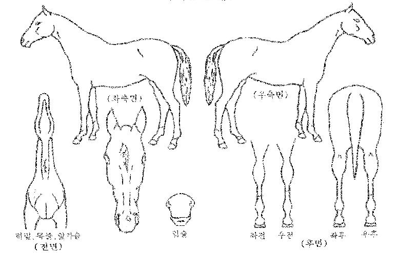 ¿Í´ÏÄÉÀÌÀÇ Ãø¸é,¿ì¸é,µÞ¸é,µÎ»ó,´Ù¸®ÀÇ Æ¯Â¡µµÇØ