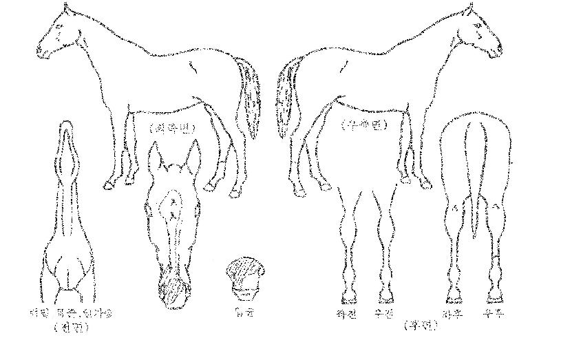ºê¶ó¿î¹Ù¸ÓÀÇ Ãø¸é,¿ì¸é,µÞ¸é,µÎ»ó,´Ù¸®ÀÇ Æ¯Â¡µµÇØ