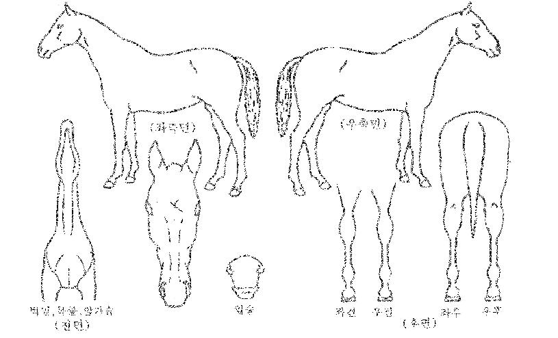 �۷ι������� ����,���,�޸�,�λ�,�ٸ��� Ư¡����