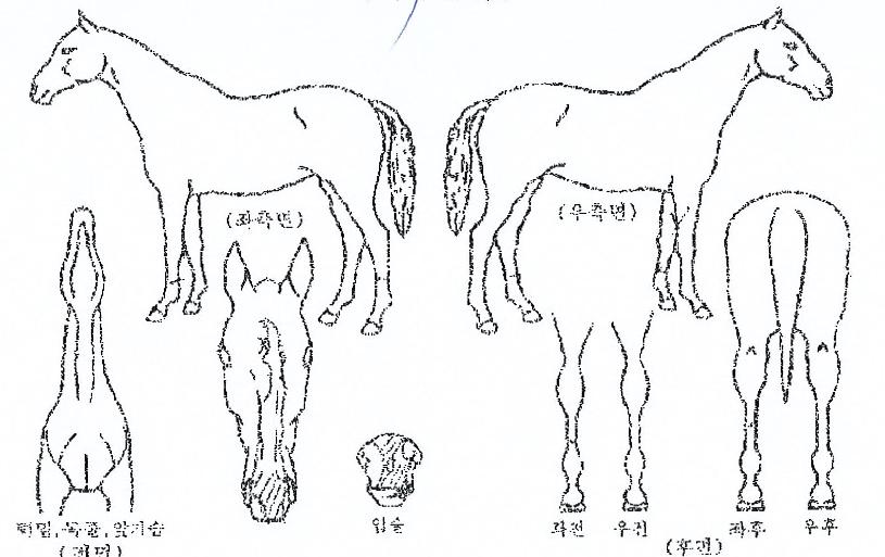 �޷��󱤻��� ����,���,�޸�,�λ�,�ٸ��� Ư¡����