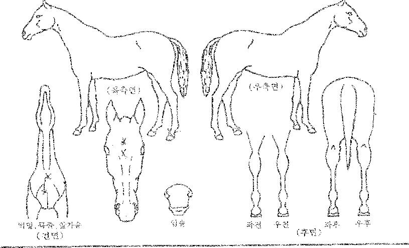 ºí·¢ÇÉÀÇ Ãø¸é,¿ì¸é,µÞ¸é,µÎ»ó,´Ù¸®ÀÇ Æ¯Â¡µµÇØ