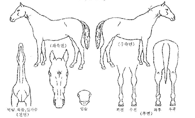 ¶ó¿ÂÇÁ·Î¼¾½ºÀÇ Ãø¸é,¿ì¸é,µÞ¸é,µÎ»ó,´Ù¸®ÀÇ Æ¯Â¡µµÇØ