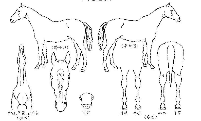 °ñµåÄÚÀÎÀÇ Ãø¸é,¿ì¸é,µÞ¸é,µÎ»ó,´Ù¸®ÀÇ Æ¯Â¡µµÇØ