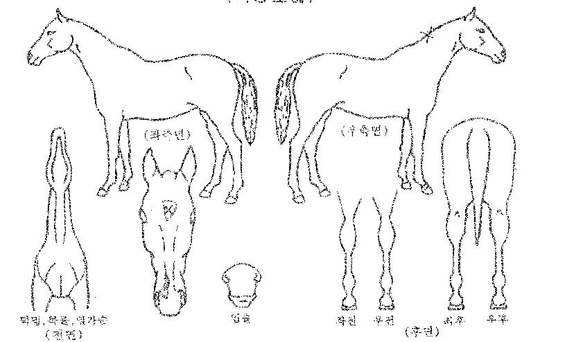 ��߹���� ����,���,�޸�,�λ�,�ٸ��� Ư¡����