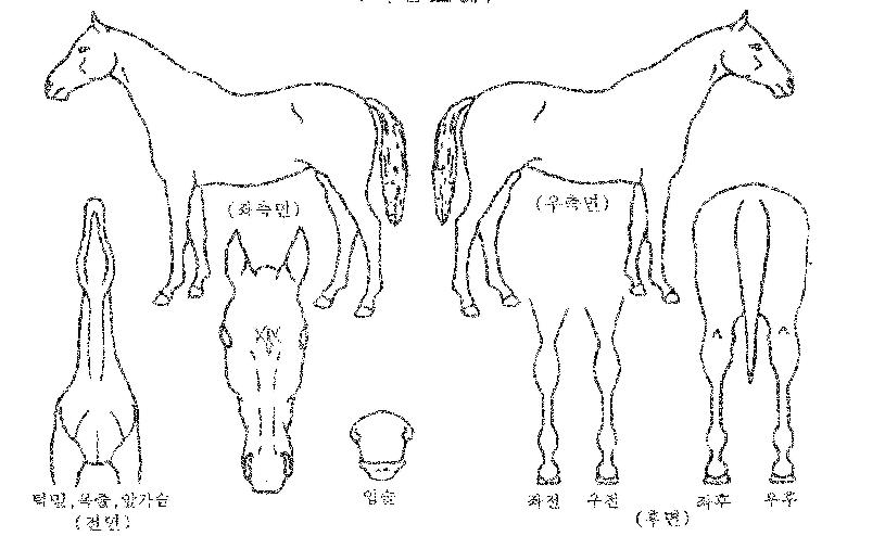 ���Ǹ�����ڸ��� ����,���,�޸�,�λ�,�ٸ��� Ư¡����