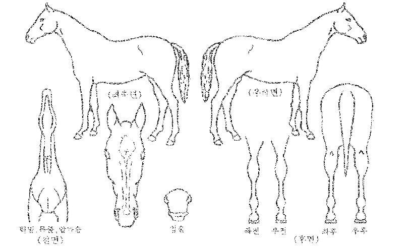 �ְ����̾��� ����,���,�޸�,�λ�,�ٸ��� Ư¡����