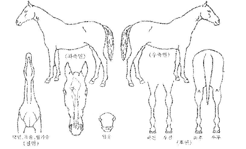 �ӽ������ڸ��� ����,���,�޸�,�λ�,�ٸ��� Ư¡����