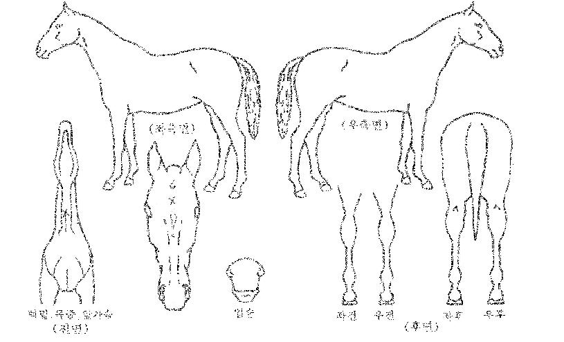 Ŭ¸°¾÷½ÃÅ©¸´ÀÇ Ãø¸é,¿ì¸é,µÞ¸é,µÎ»ó,´Ù¸®ÀÇ Æ¯Â¡µµÇØ