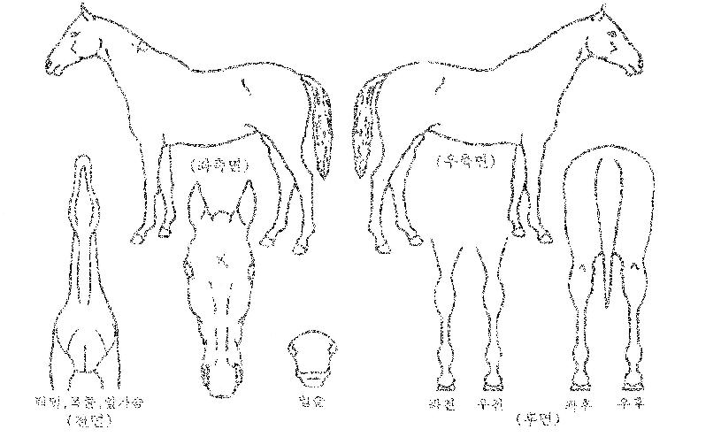 Ƽ¾Æ°íÅÍÄ¡ÀÇ Ãø¸é,¿ì¸é,µÞ¸é,µÎ»ó,´Ù¸®ÀÇ Æ¯Â¡µµÇØ
