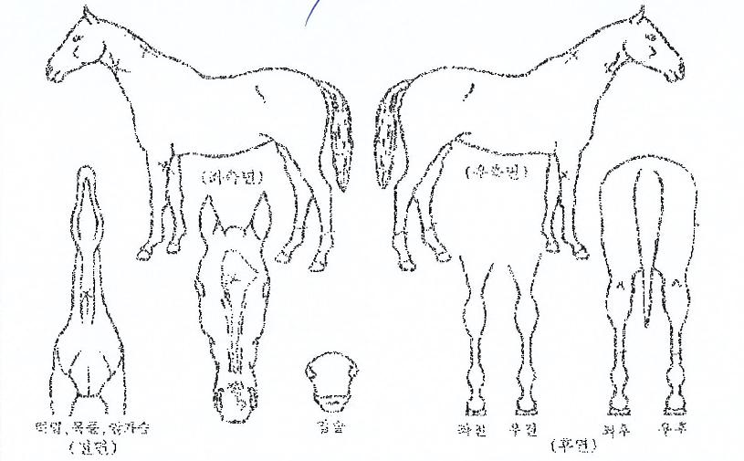 ´í½Ìºí·¹À̵åÀÇ Ãø¸é,¿ì¸é,µÞ¸é,µÎ»ó,´Ù¸®ÀÇ Æ¯Â¡µµÇØ