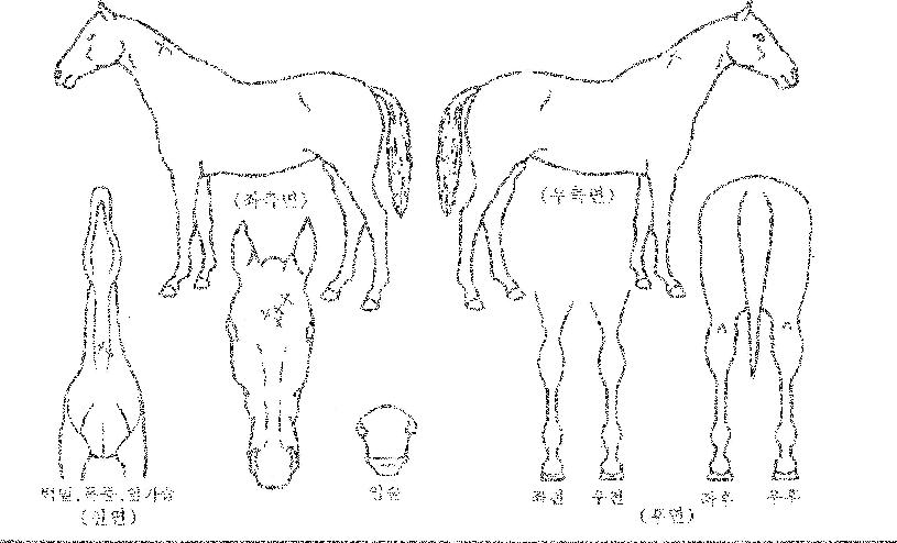 ī�Ϸ뿩���� ����,���,�޸�,�λ�,�ٸ��� Ư¡����