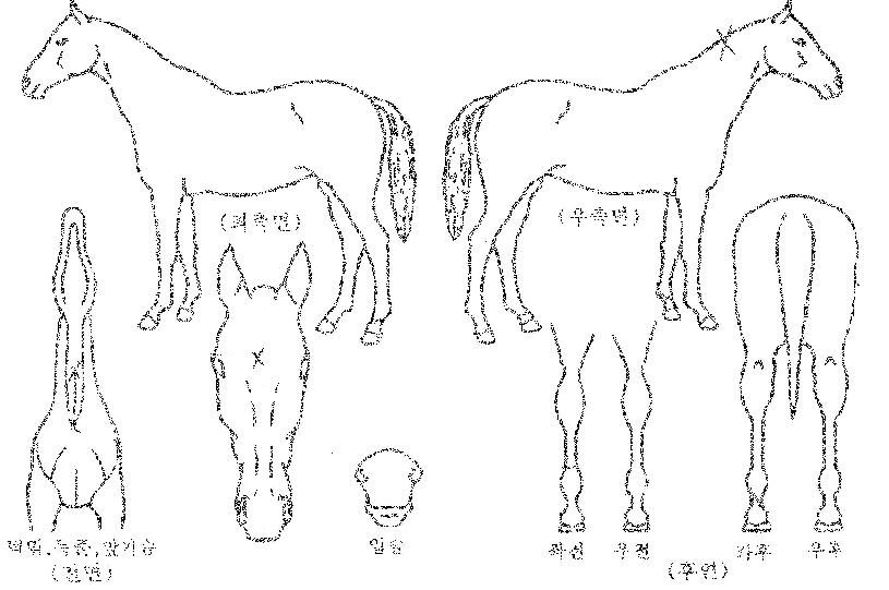 Ÿ¿ì·¯½ºÀÇ Ãø¸é,¿ì¸é,µÞ¸é,µÎ»ó,´Ù¸®ÀÇ Æ¯Â¡µµÇØ