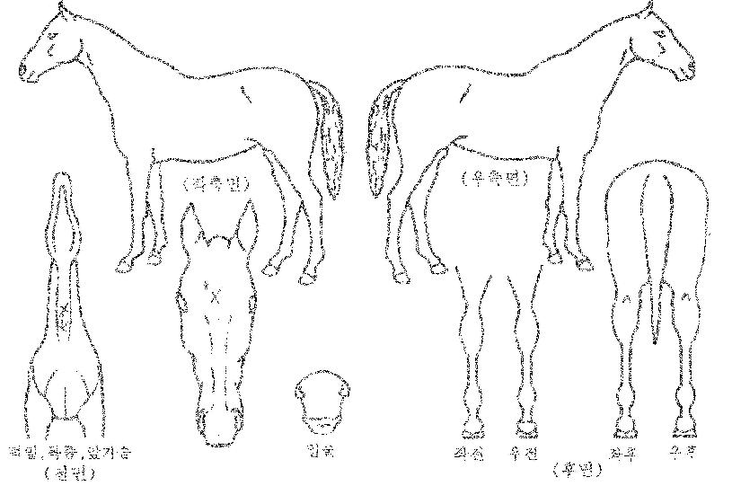 ÆÈÆÈºòÅ丮ÀÇ Ãø¸é,¿ì¸é,µÞ¸é,µÎ»ó,´Ù¸®ÀÇ Æ¯Â¡µµÇØ