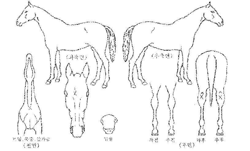 ½ºÇǵåÅÊÅ©ÀÇ Ãø¸é,¿ì¸é,µÞ¸é,µÎ»ó,´Ù¸®ÀÇ Æ¯Â¡µµÇØ