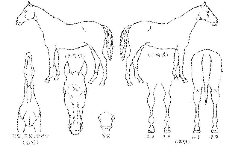 ³¯½Ú°ÉÀÇ Ãø¸é,¿ì¸é,µÞ¸é,µÎ»ó,´Ù¸®ÀÇ Æ¯Â¡µµÇØ