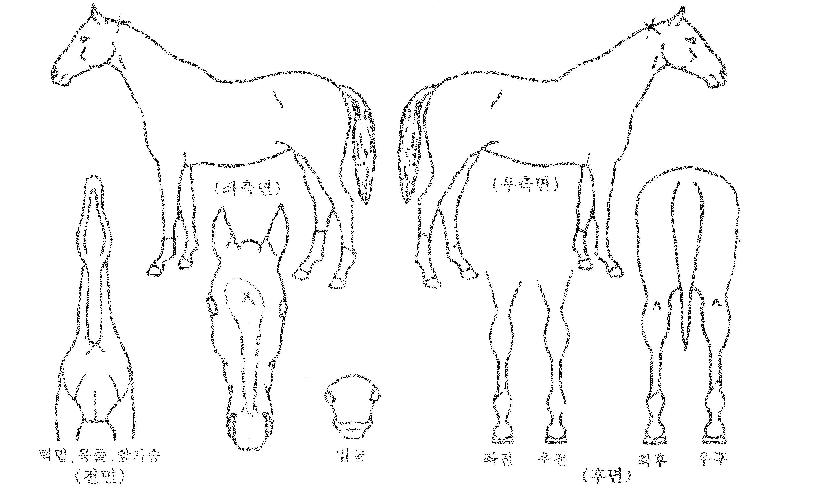 �鸮���� ����,���,�޸�,�λ�,�ٸ��� Ư¡����