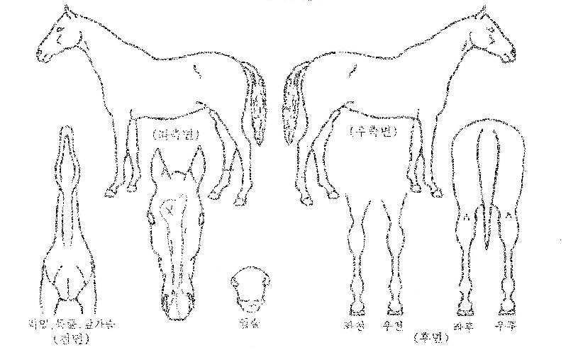 ÅäÁ¾Ã¨ÇÁÀÇ Ãø¸é,¿ì¸é,µÞ¸é,µÎ»ó,´Ù¸®ÀÇ Æ¯Â¡µµÇØ