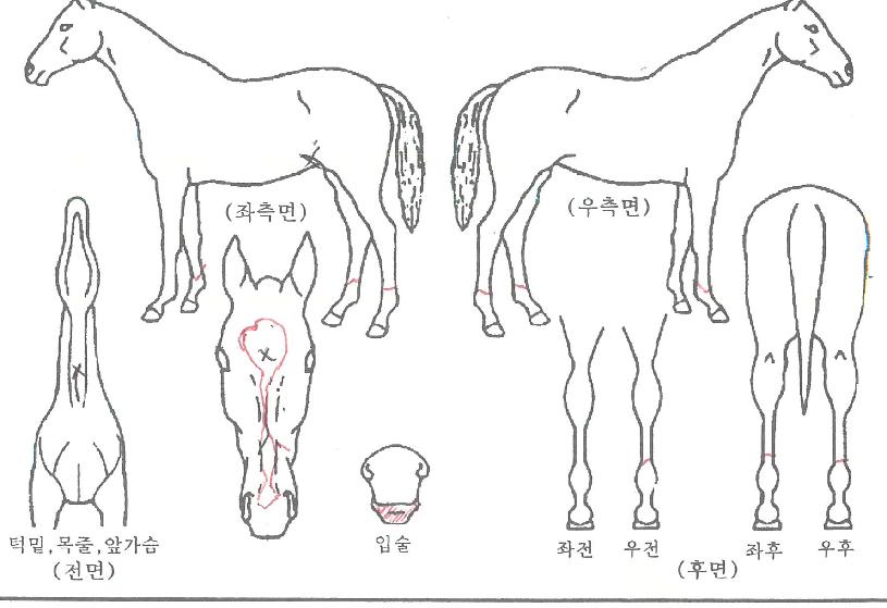 �ְ����� ����,���,�޸�,�λ�,�ٸ��� Ư¡����