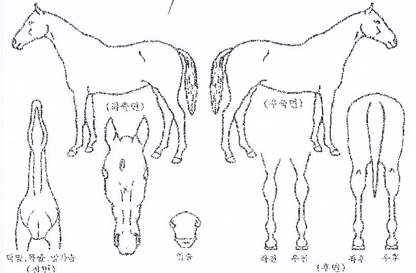 ½ºÅ¸»è½ºÀÇ Ãø¸é,¿ì¸é,µÞ¸é,µÎ»ó,´Ù¸®ÀÇ Æ¯Â¡µµÇØ