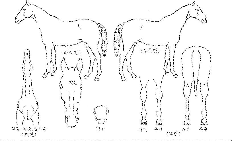 ĸÃľŸÀÚ¸¶ÀÇ Ãø¸é,¿ì¸é,µÞ¸é,µÎ»ó,´Ù¸®ÀÇ Æ¯Â¡µµÇØ