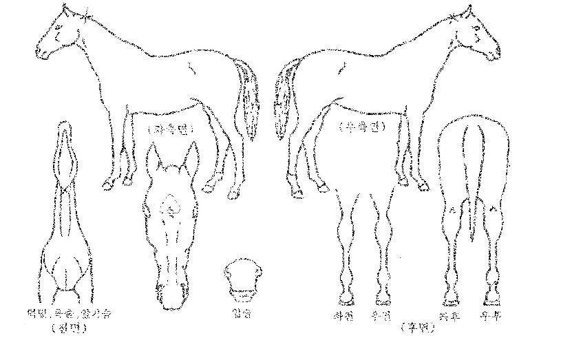 �µ����� ����,���,�޸�,�λ�,�ٸ��� Ư¡����