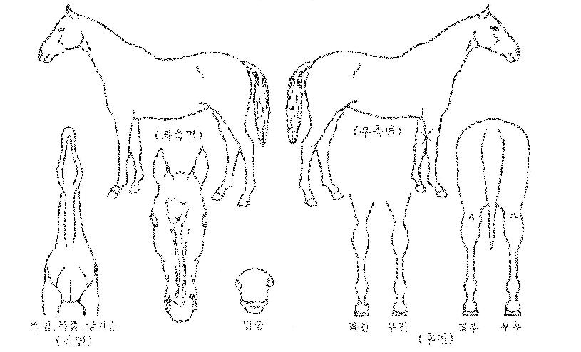 °í½ºÆ®¶óÀÌ´õÀÇ Ãø¸é,¿ì¸é,µÞ¸é,µÎ»ó,´Ù¸®ÀÇ Æ¯Â¡µµÇØ