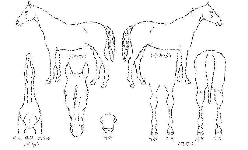 ¾Æ¸§´Ù¿îõ»çÀÇ Ãø¸é,¿ì¸é,µÞ¸é,µÎ»ó,´Ù¸®ÀÇ Æ¯Â¡µµÇØ