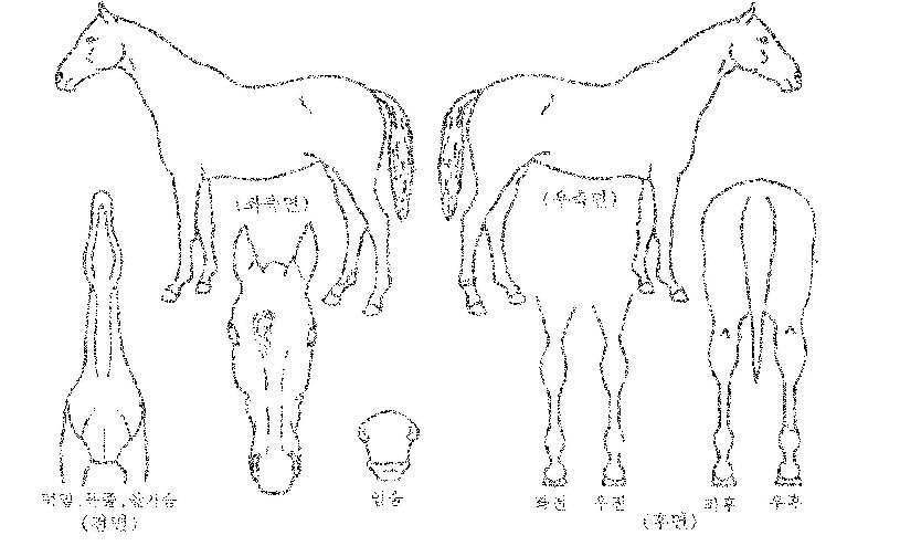 ������̾��� ����,���,�޸�,�λ�,�ٸ��� Ư¡����