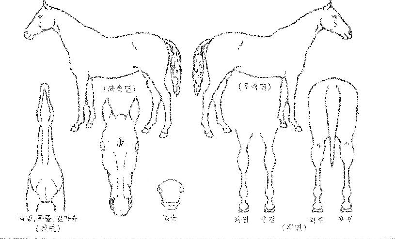 ÇǽºÇ®Å¸ÀÓÀÇ Ãø¸é,¿ì¸é,µÞ¸é,µÎ»ó,´Ù¸®ÀÇ Æ¯Â¡µµÇØ