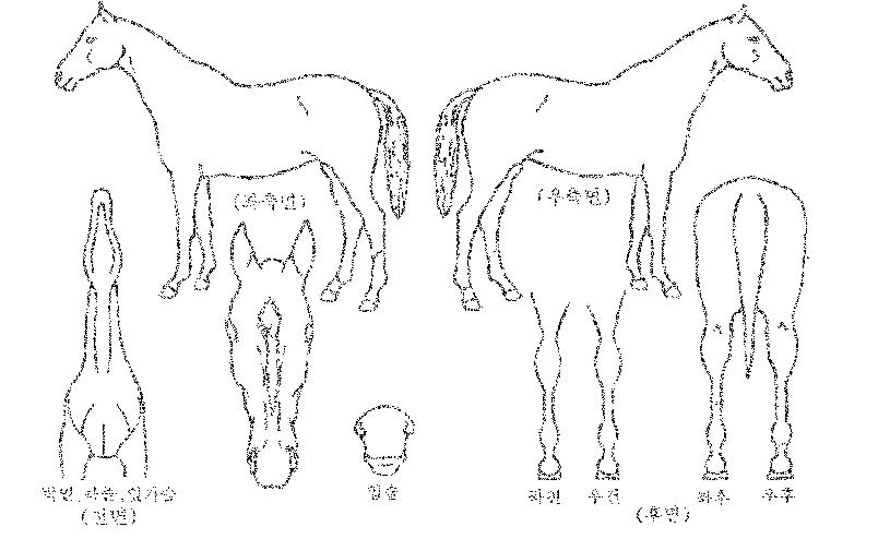 ÇØÈÄÀÇ Ãø¸é,¿ì¸é,µÞ¸é,µÎ»ó,´Ù¸®ÀÇ Æ¯Â¡µµÇØ