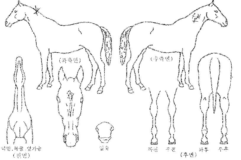 ¹Ì½ºÆ¼ÄÃÀú´ÏÀÚ¸¶ÀÇ Ãø¸é,¿ì¸é,µÞ¸é,µÎ»ó,´Ù¸®ÀÇ Æ¯Â¡µµÇØ