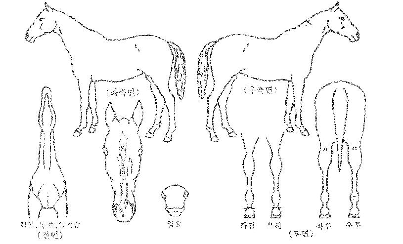 �������� ����,���,�޸�,�λ�,�ٸ��� Ư¡����