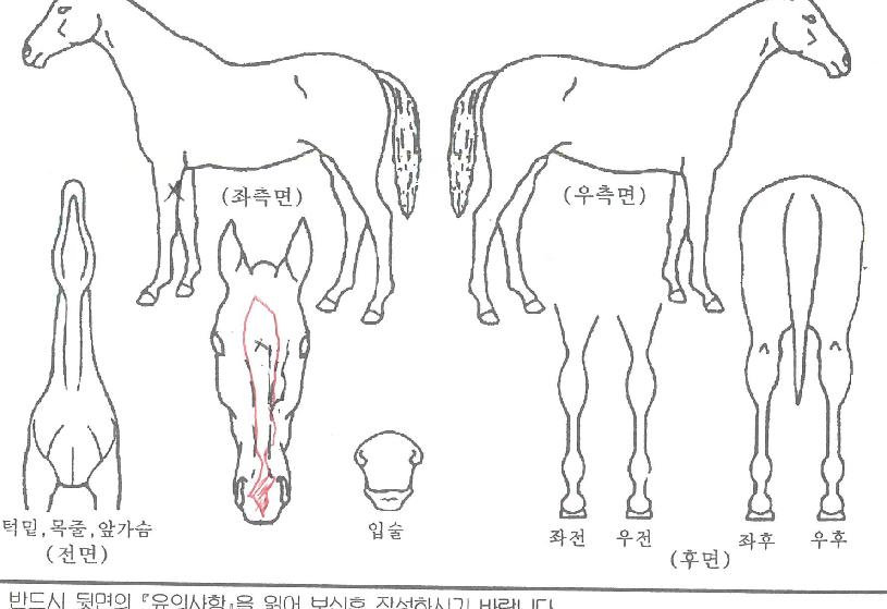 ÃÊÀ̽ºÄýÀÇ Ãø¸é,¿ì¸é,µÞ¸é,µÎ»ó,´Ù¸®ÀÇ Æ¯Â¡µµÇØ