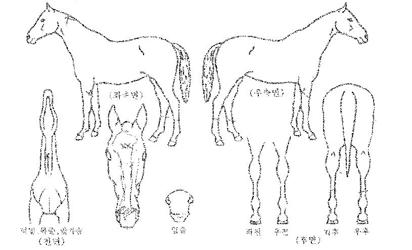 ��׾����� ����,���,�޸�,�λ�,�ٸ��� Ư¡����