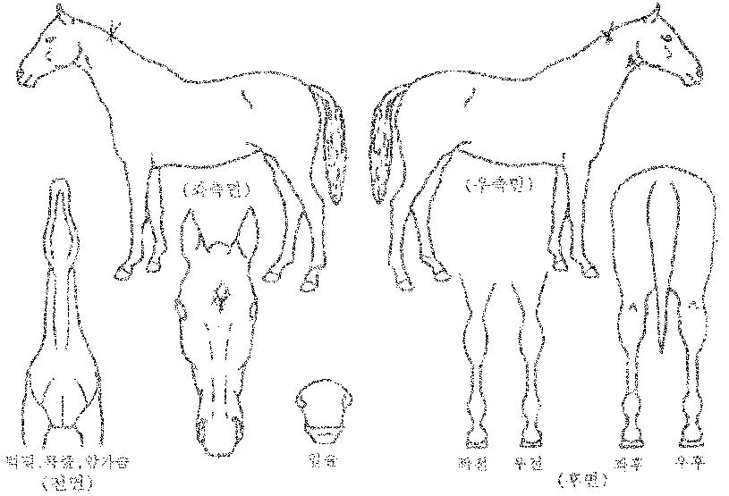 Äý¿¡À̽ºÀÇ Ãø¸é,¿ì¸é,µÞ¸é,µÎ»ó,´Ù¸®ÀÇ Æ¯Â¡µµÇØ