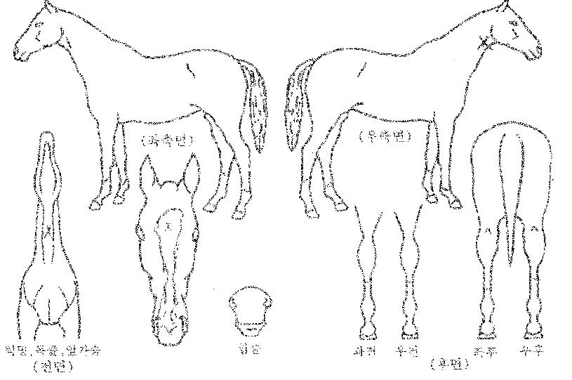 ¶ó³Íŧ·¯½ºÀÇ Ãø¸é,¿ì¸é,µÞ¸é,µÎ»ó,´Ù¸®ÀÇ Æ¯Â¡µµÇØ