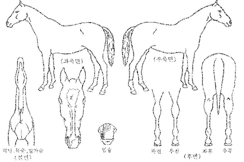 ÇØÇǸ¶¿îƾÀÇ Ãø¸é,¿ì¸é,µÞ¸é,µÎ»ó,´Ù¸®ÀÇ Æ¯Â¡µµÇØ