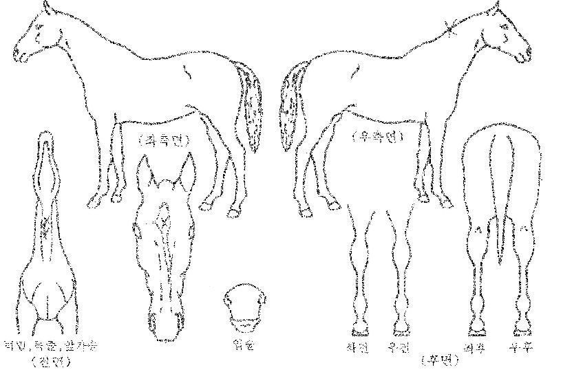 ½Ç¹ö¸¶¿îƾÀÇ Ãø¸é,¿ì¸é,µÞ¸é,µÎ»ó,´Ù¸®ÀÇ Æ¯Â¡µµÇØ