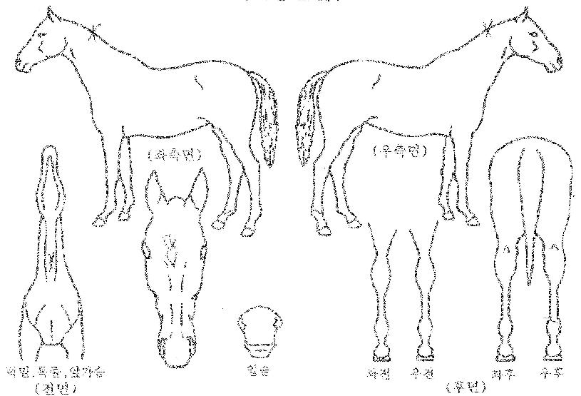 »çÀ̸ոÅÁ÷ÀÇ Ãø¸é,¿ì¸é,µÞ¸é,µÎ»ó,´Ù¸®ÀÇ Æ¯Â¡µµÇØ
