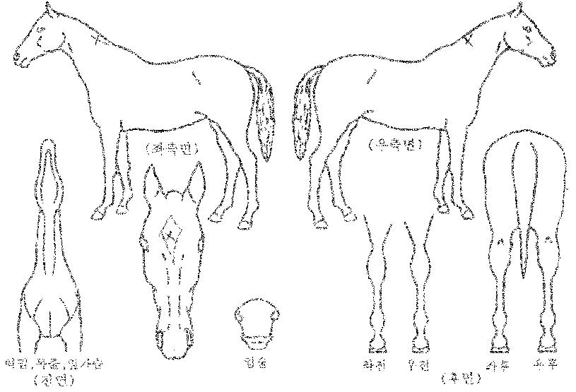 ¿¡À̽ººñÀüÀÇ Ãø¸é,¿ì¸é,µÞ¸é,µÎ»ó,´Ù¸®ÀÇ Æ¯Â¡µµÇØ