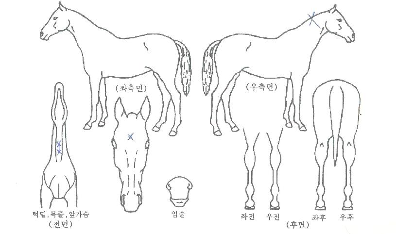 ºñÄ«ºê·¹À̽ÌÀÇ Ãø¸é,¿ì¸é,µÞ¸é,µÎ»ó,´Ù¸®ÀÇ Æ¯Â¡µµÇØ